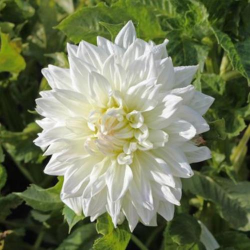 Dahlia 'Bull's Pride' in the Dahlias Database