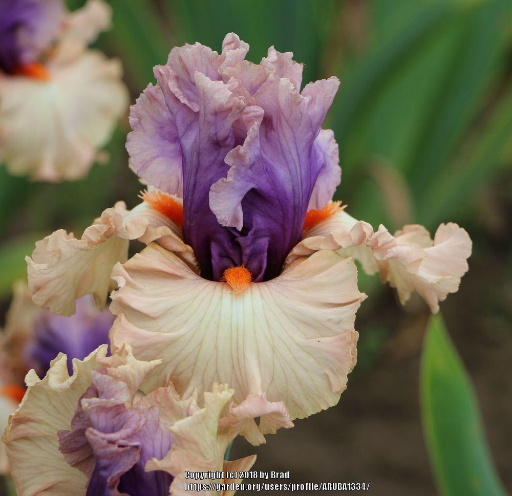 Photo of the bloom of Tall Bearded Iris (Iris 'Power Struggle') posted