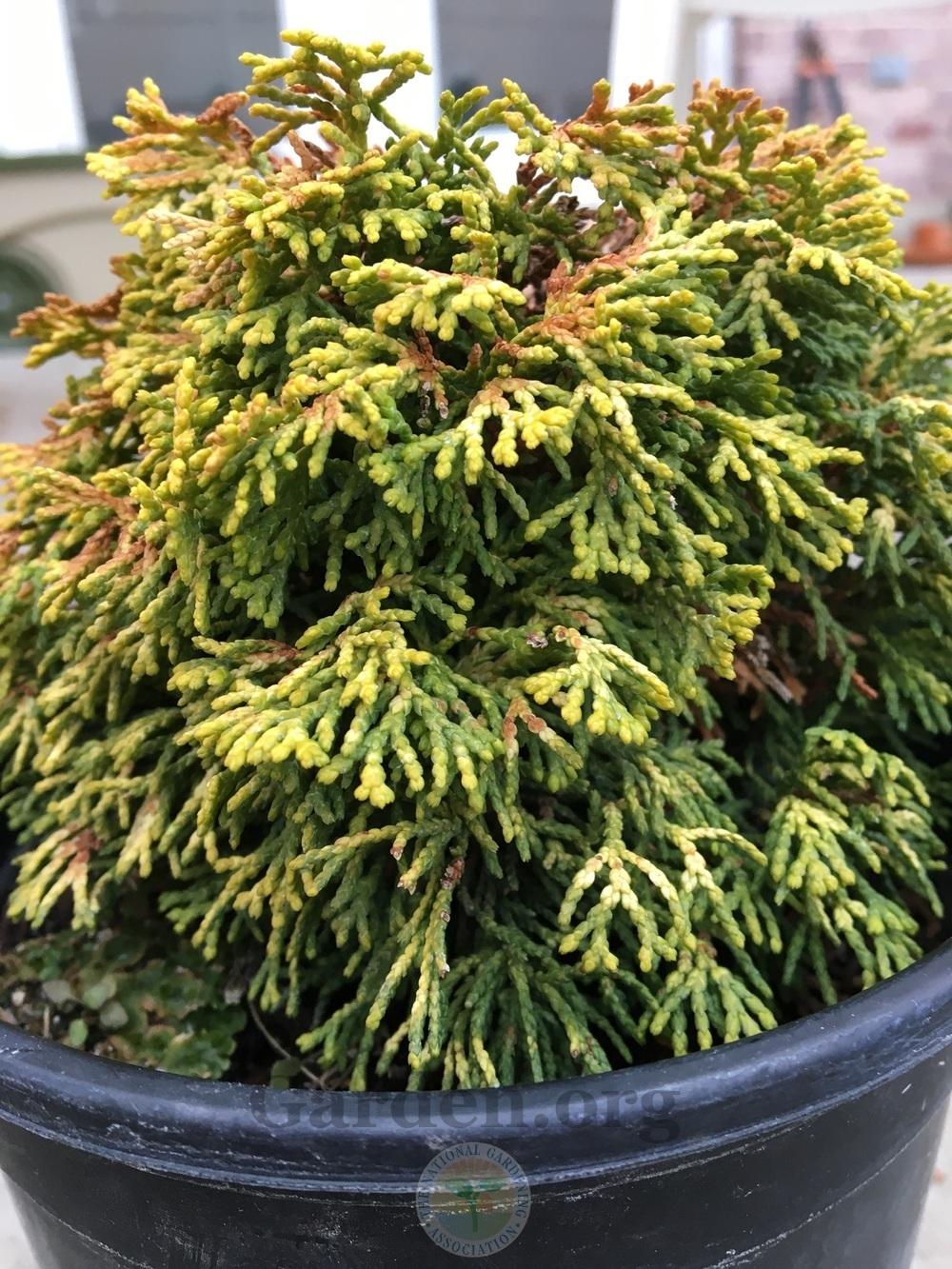 Hinoki Cypress (Chamaecyparis obtusa ‘Butterball’) - Garden.org