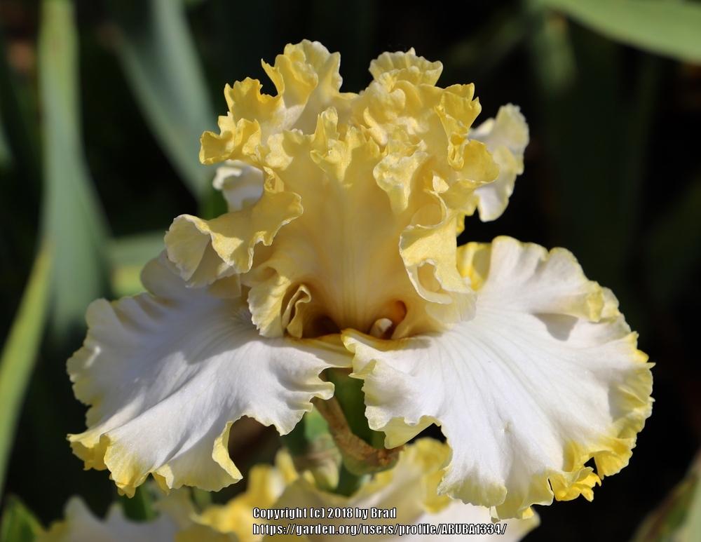 Photo of the bloom of Tall Bearded Iris (Iris 'Misty Sunlight') posted