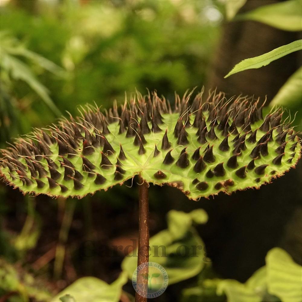 Begonia (Begonia melanobullata) in the Begonias Database