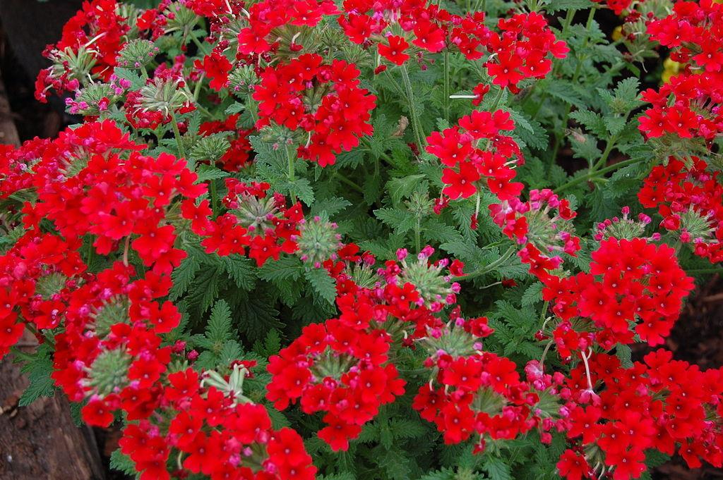 Verbena (Verbena x hybrida Temari® Red)