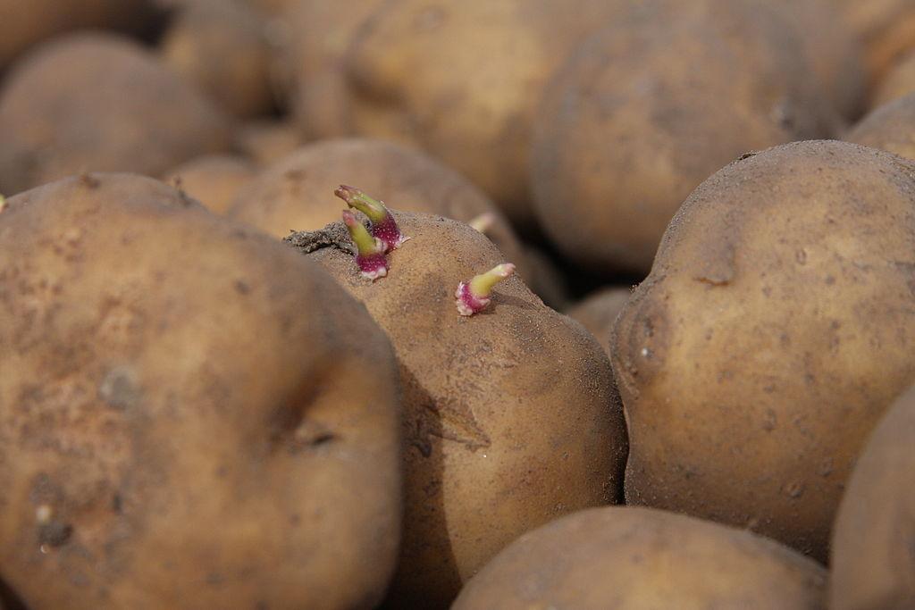 Potato (Solanum tuberosum 'Amflora') in the Potatoes Database