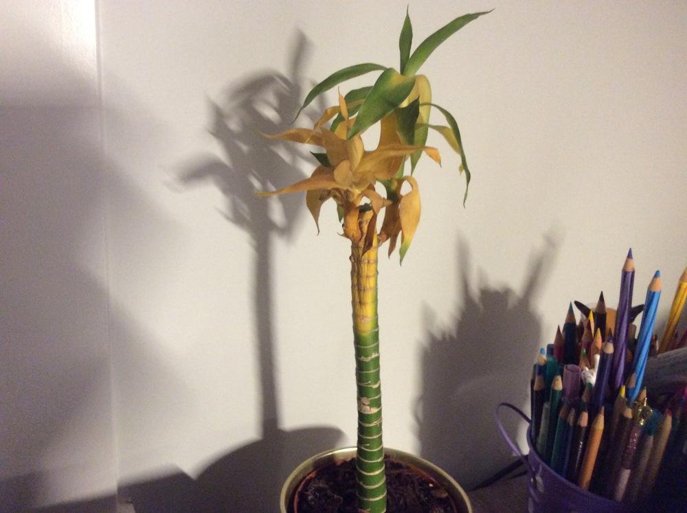 Help! My Lucky Bamboo is dying! in the Ask a Question forum