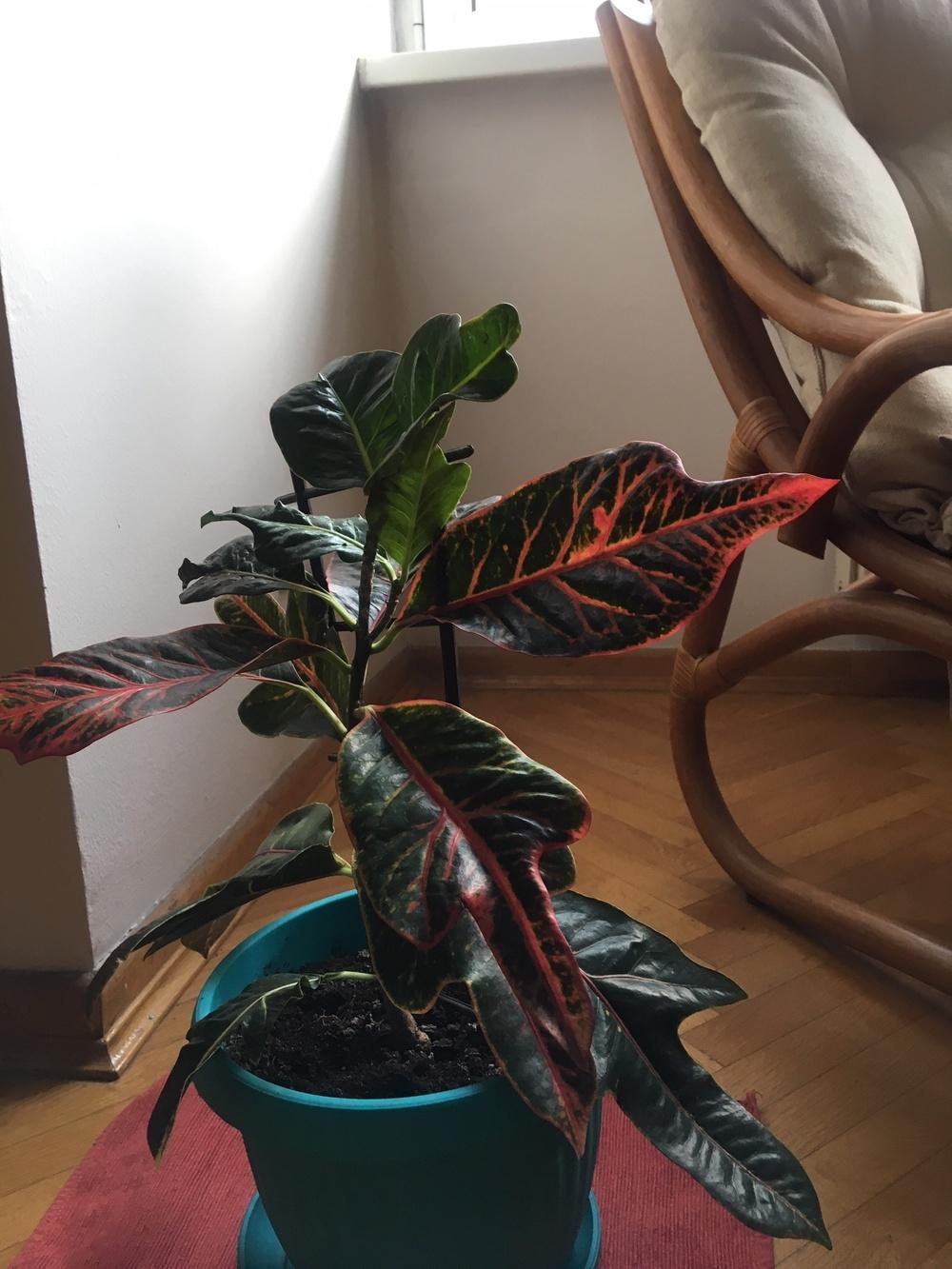 My Croton is dying? Please help me to save him ( in the Houseplants
