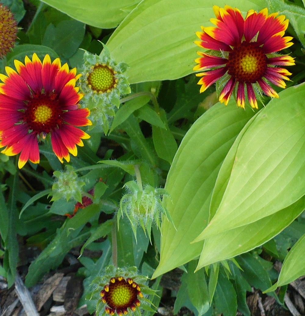 Blanket Flowers Plant Care and Collection of Varieties