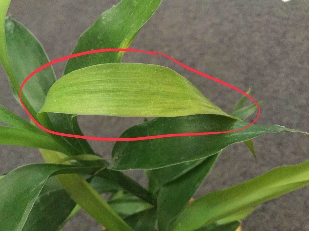 Lucky bamboo thin, droopy, yellowing leaves? in the Ask a Question