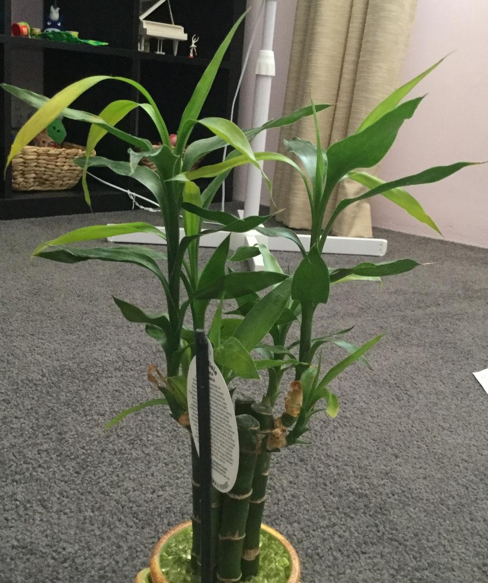 Ask A Question Forum Lucky Bamboo Thin Droopy Yellowing Leaves Garden Org