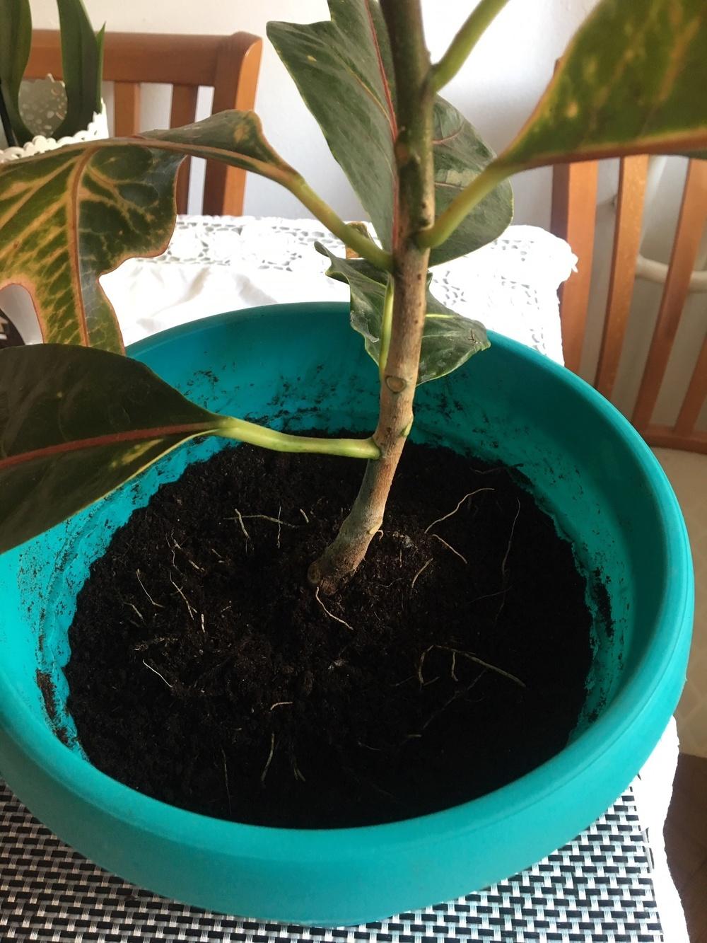My Croton is dying? Please help me to save him ( in the Houseplants