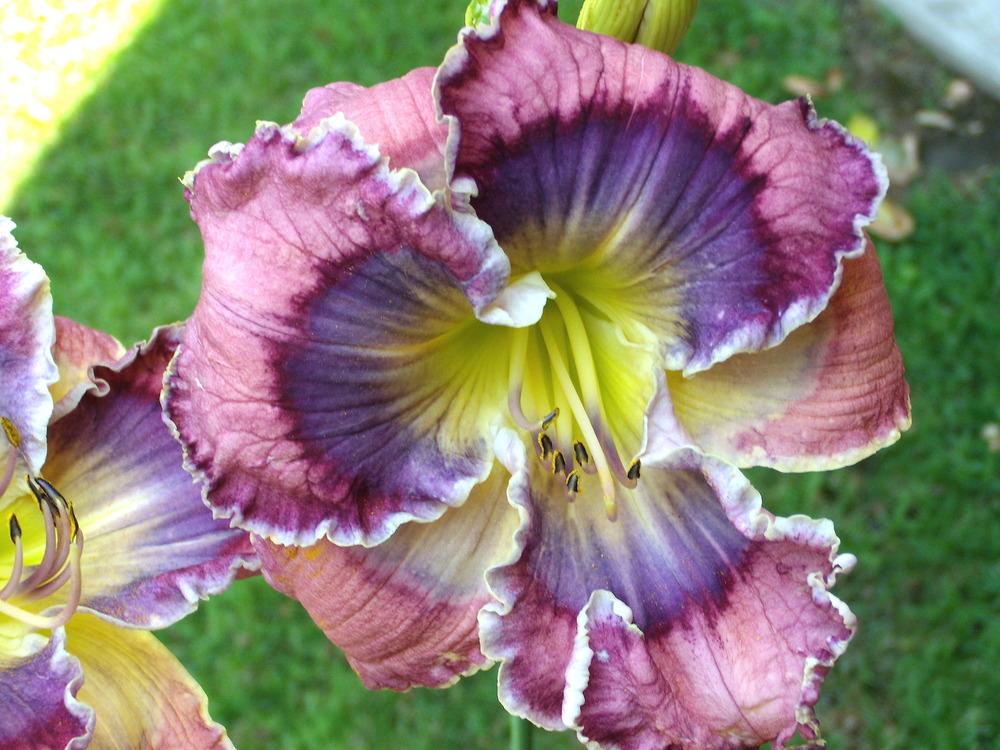 Blue Daylilies in the Daylilies forum