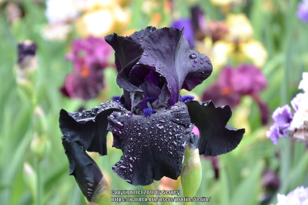 Photo of the bloom of Tall Bearded Iris (Iris 'Black Suited') posted by