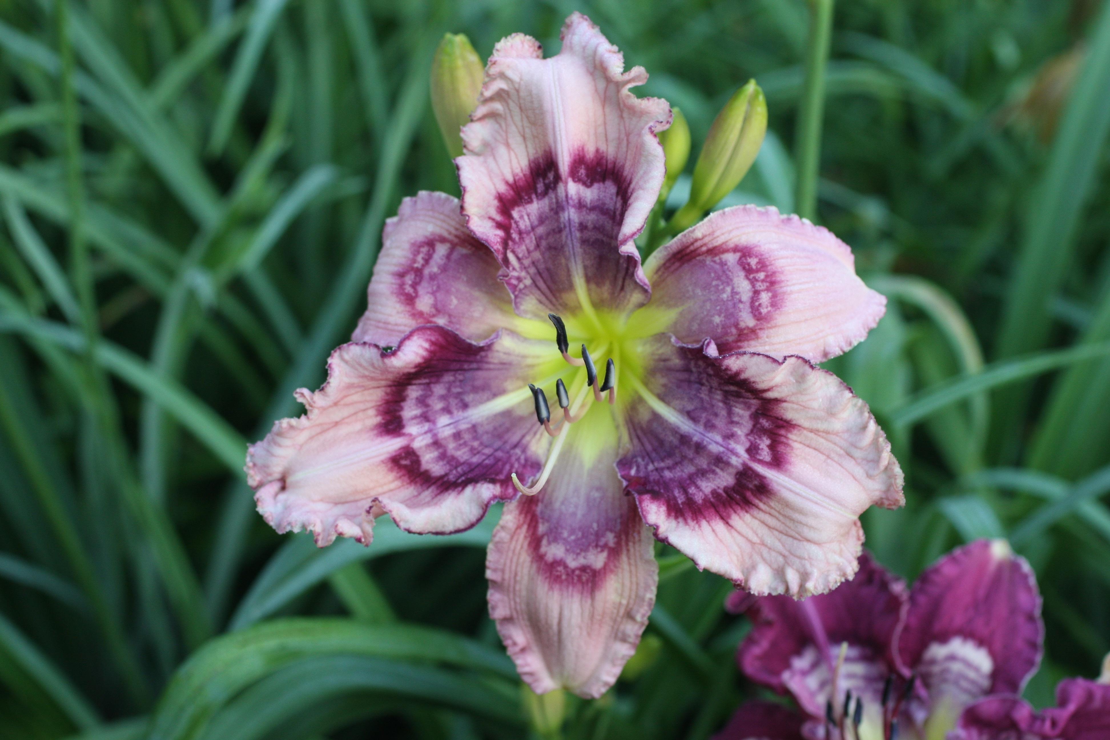 Daylily (Hemerocallis 'Ringing Rings') in the Daylilies Database
