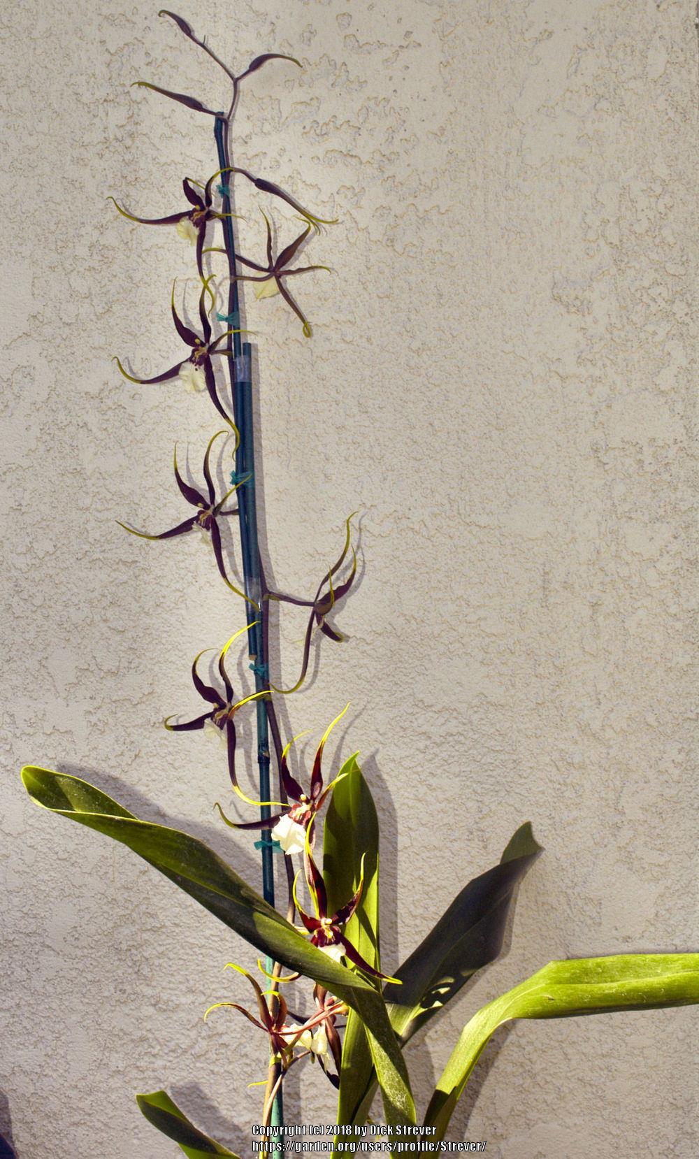 Orchid (Brassidium Bivin 'Santa Barbara')