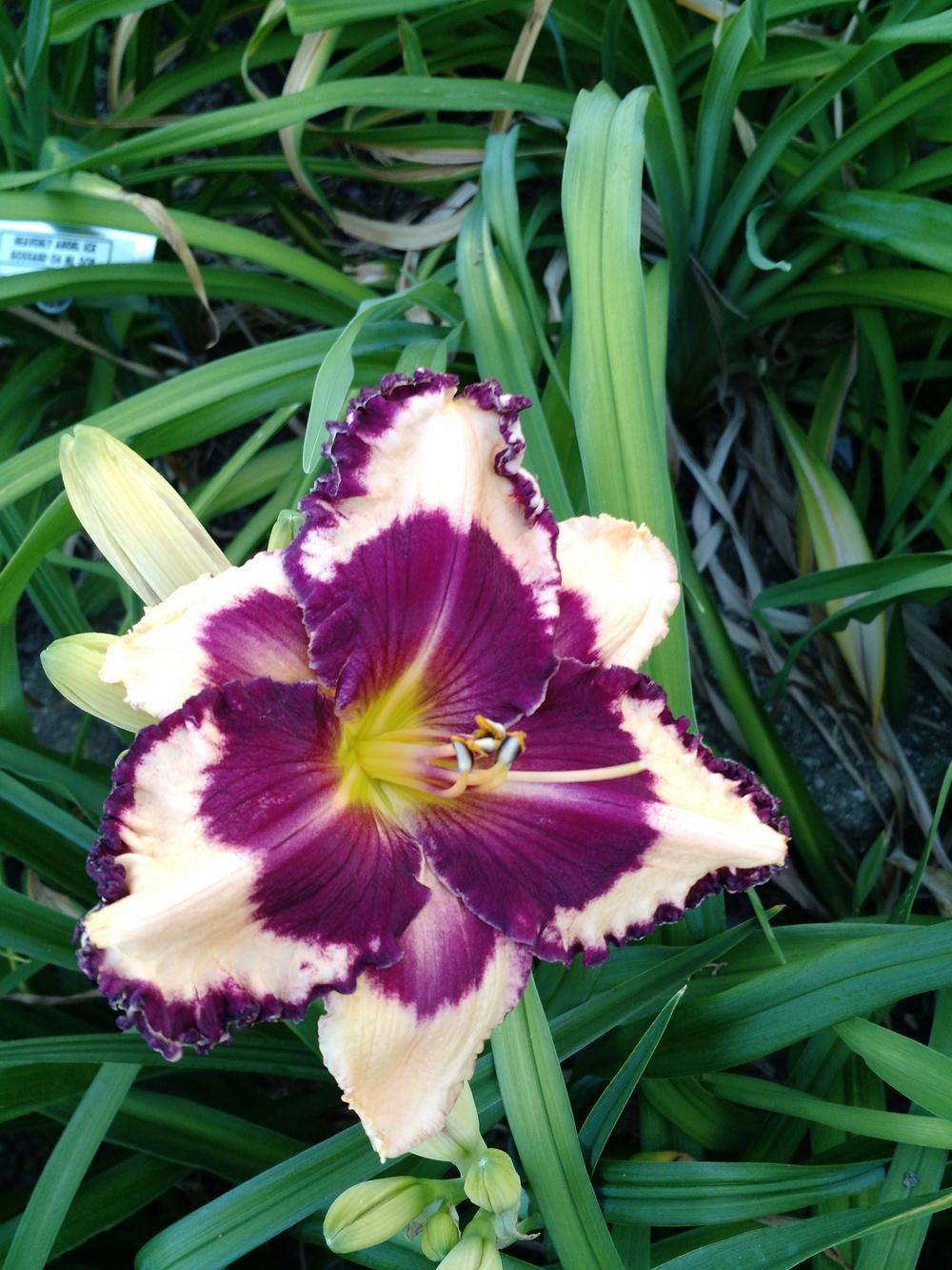Favorite daylily pics to help us thru winter in the Daylilies forum