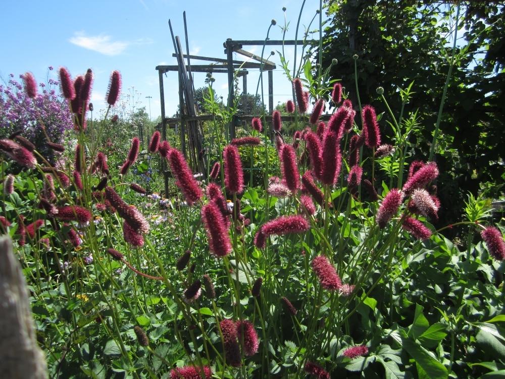 Menzies' Burnet (Sanguisorba menziesii) - Garden.org