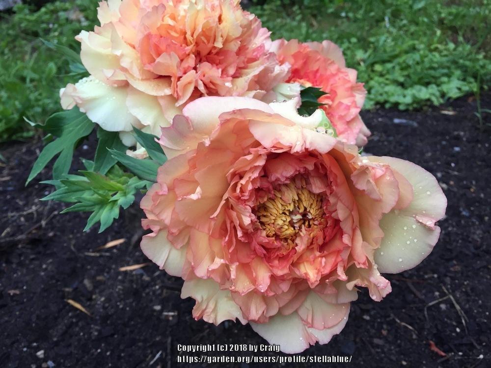 Peonies Plant Care and Collection of Varieties