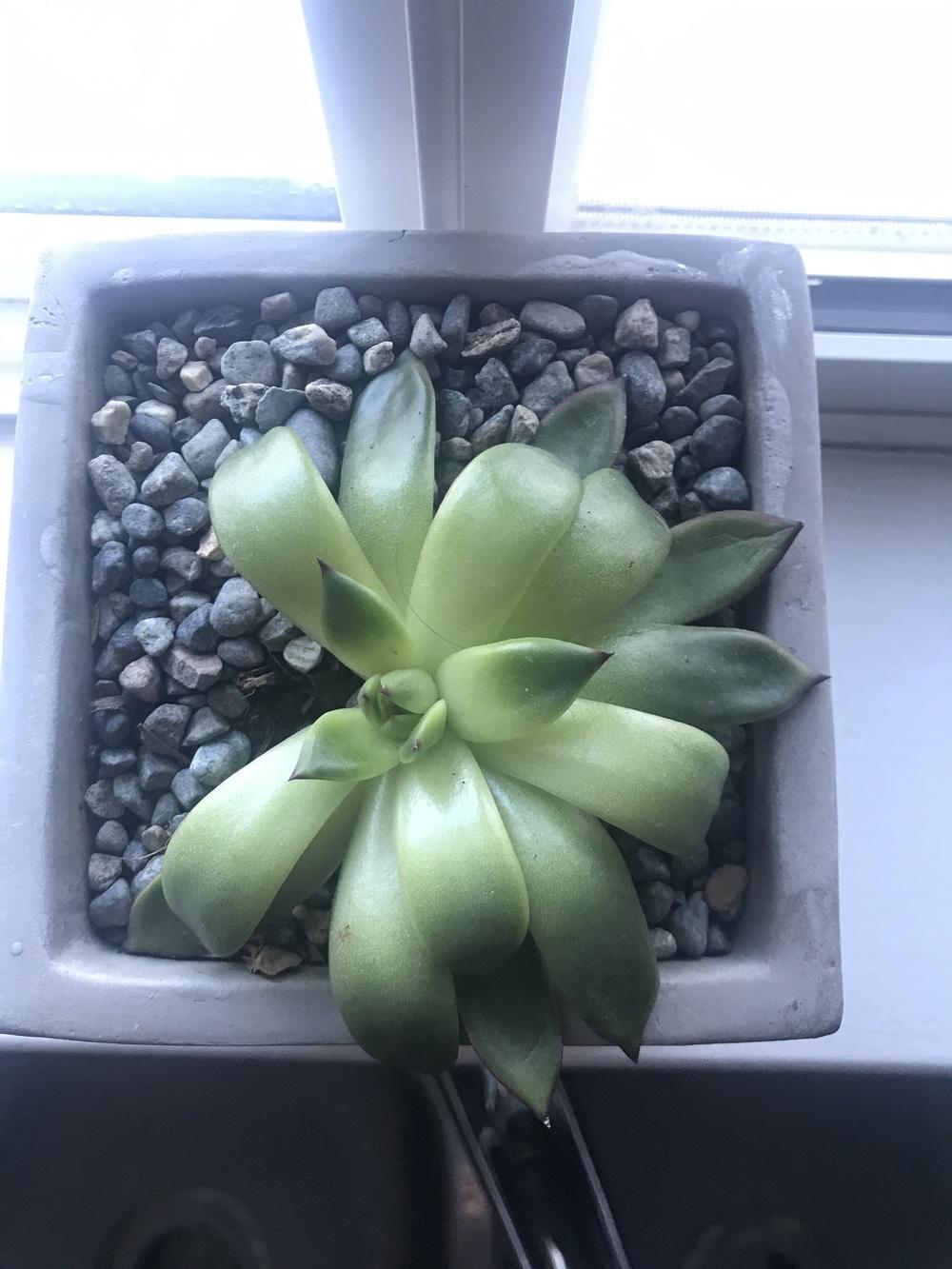 Succulent's leaves curling in in the Ask a Question forum