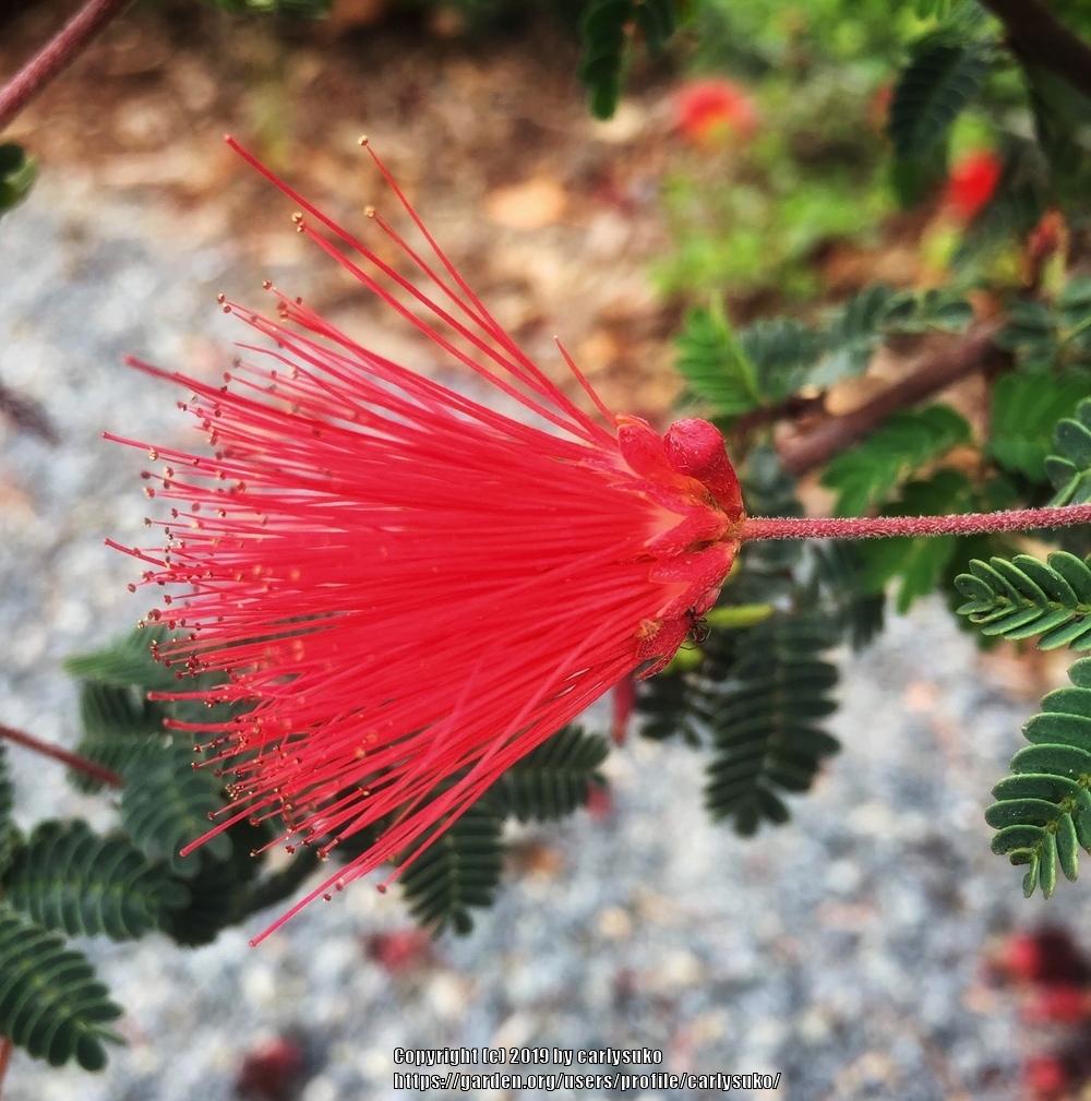 Callindra Calliandra - Garden.org