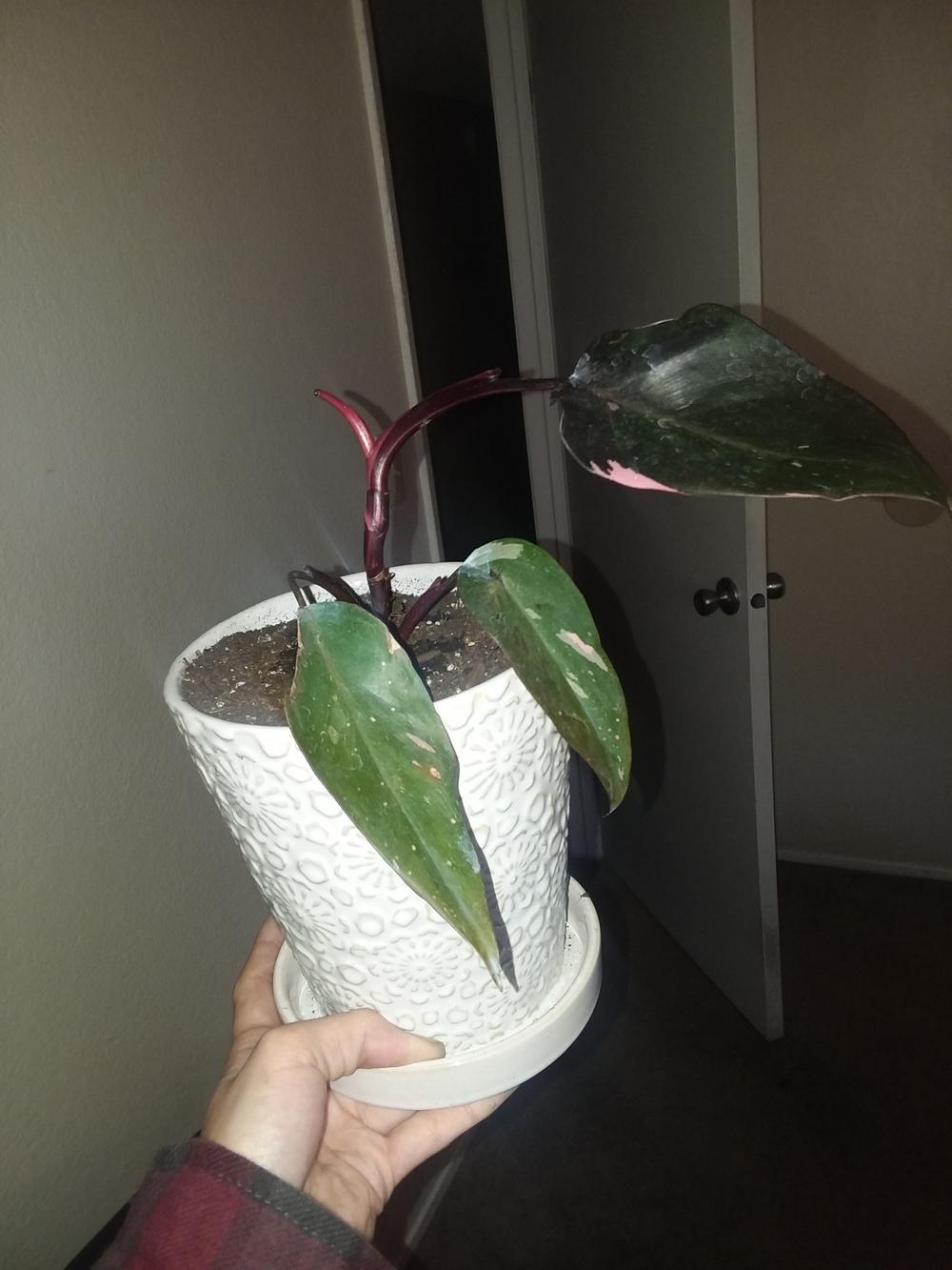 Droopy, curling Pink Princess Philodendron. Help! in the Ask a Question