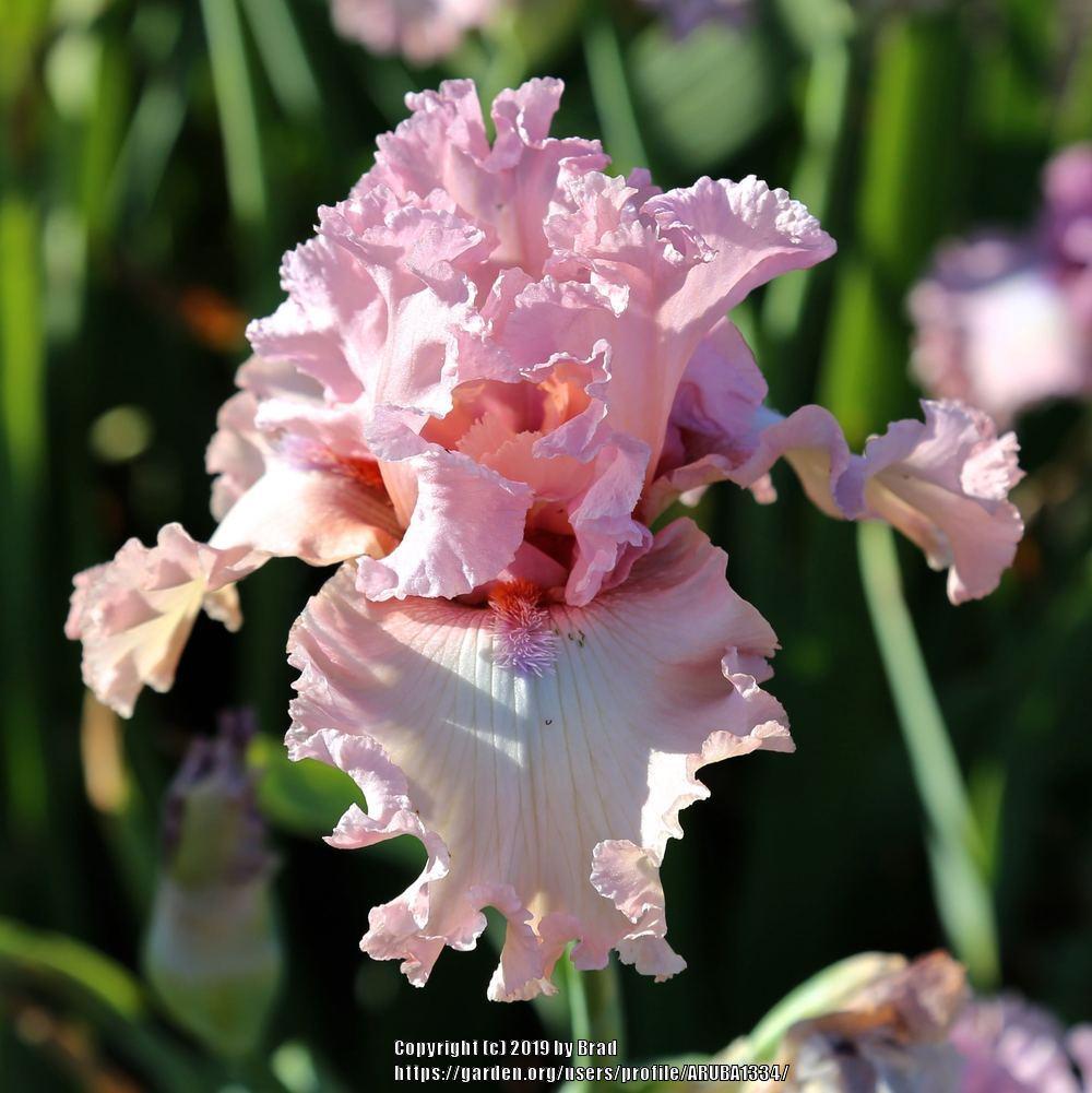 Photo of the bloom of Tall Bearded Iris (Iris 'Simply Fabulous') posted