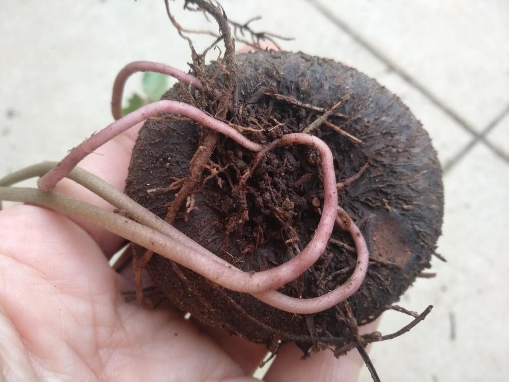 re potting of cyclamen bulbs in the Bulbs forum