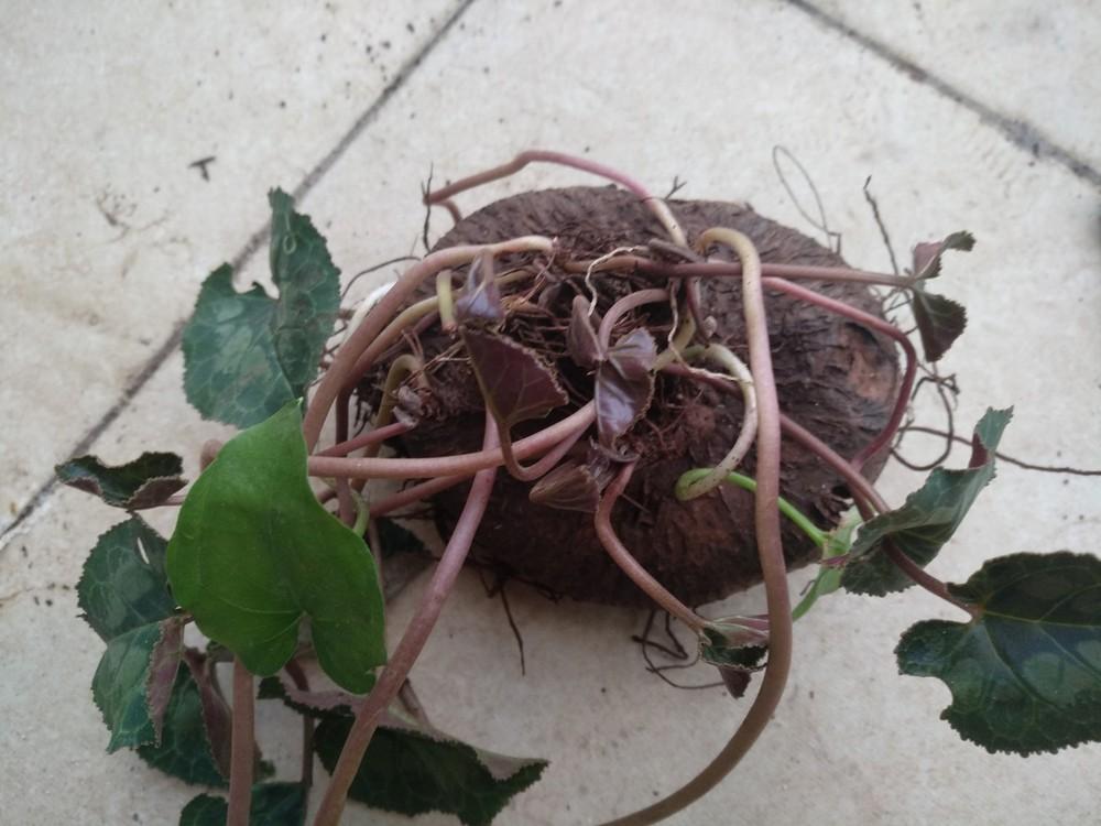re potting of cyclamen bulbs in the Bulbs forum