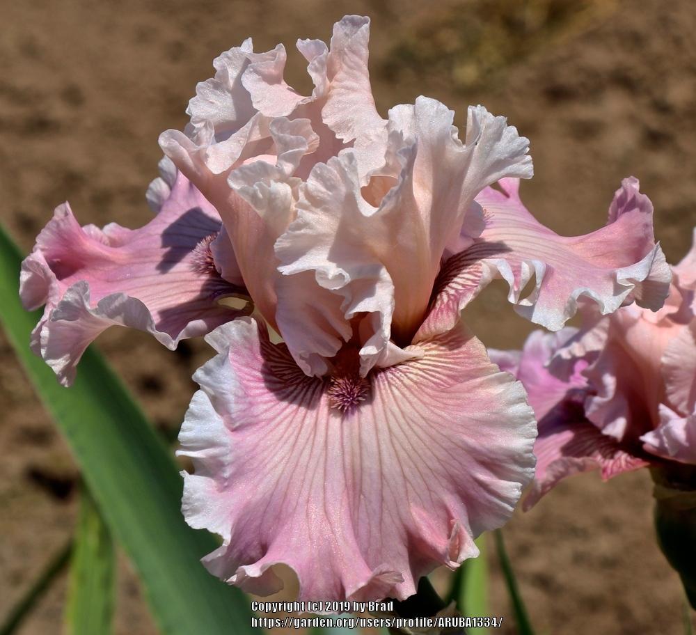 Photo of the bloom of Tall Bearded Iris (Iris 'Mystic Art') posted by