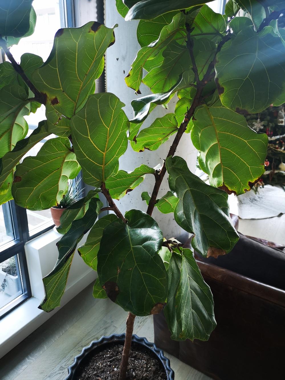 Ficus lyrata leaves brown spots, yellowing and falling off... NEED HELP