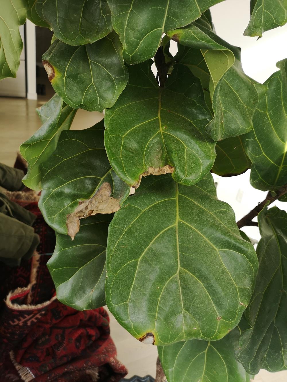 Ficus lyrata leaves brown spots, yellowing and falling off... NEED HELP