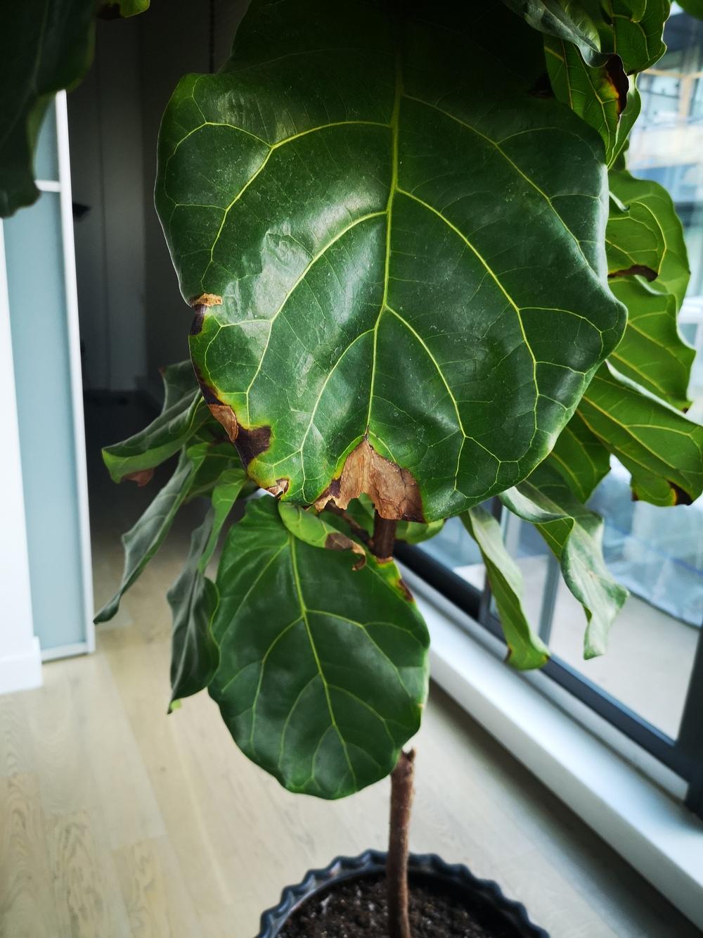 Ficus lyrata leaves brown spots, yellowing and falling off... NEED HELP