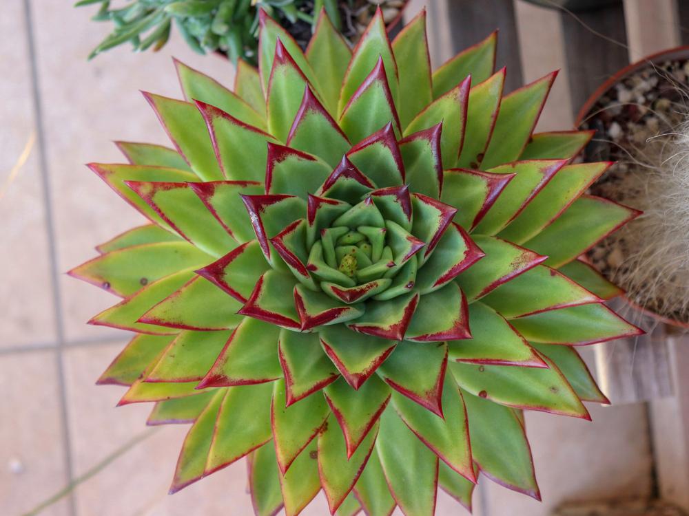 Echeveria (Echeveria agavoides 'Lipstick') in the Echeverias Database