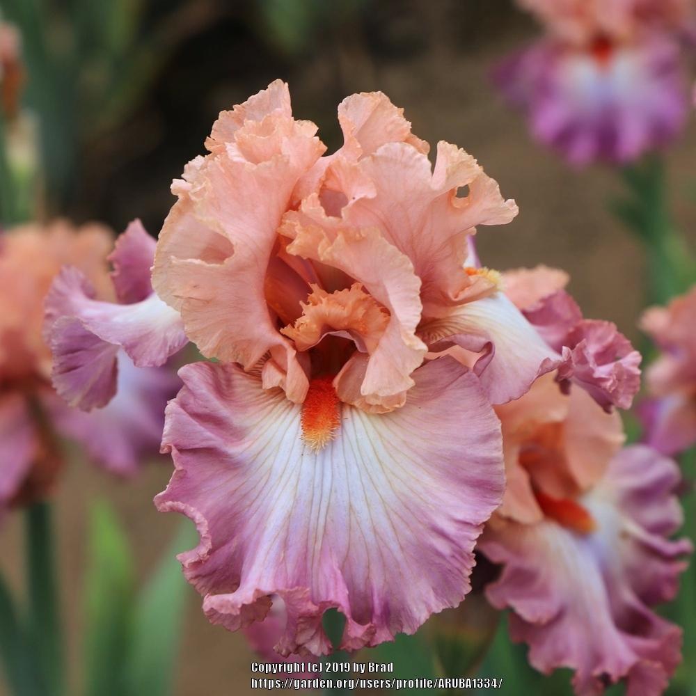 Tall Bearded Iris Iris Hung Up On You In The Irises Database Garden Org tall bearded iris iris hung up on you