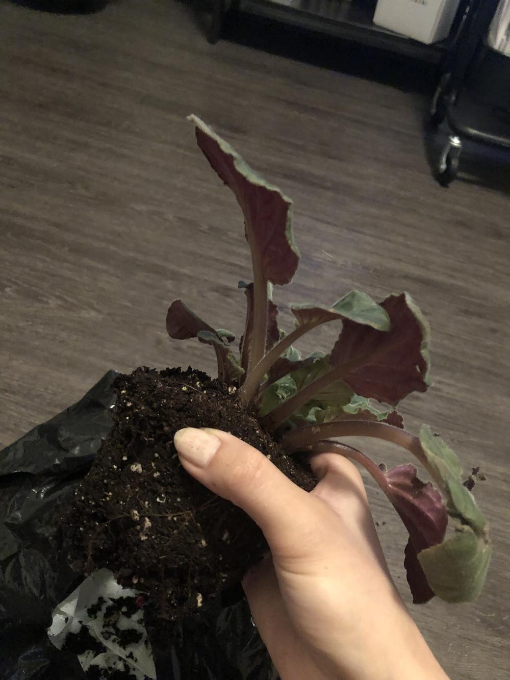 African violet wilting!! Help!! in the Ask a Question forum