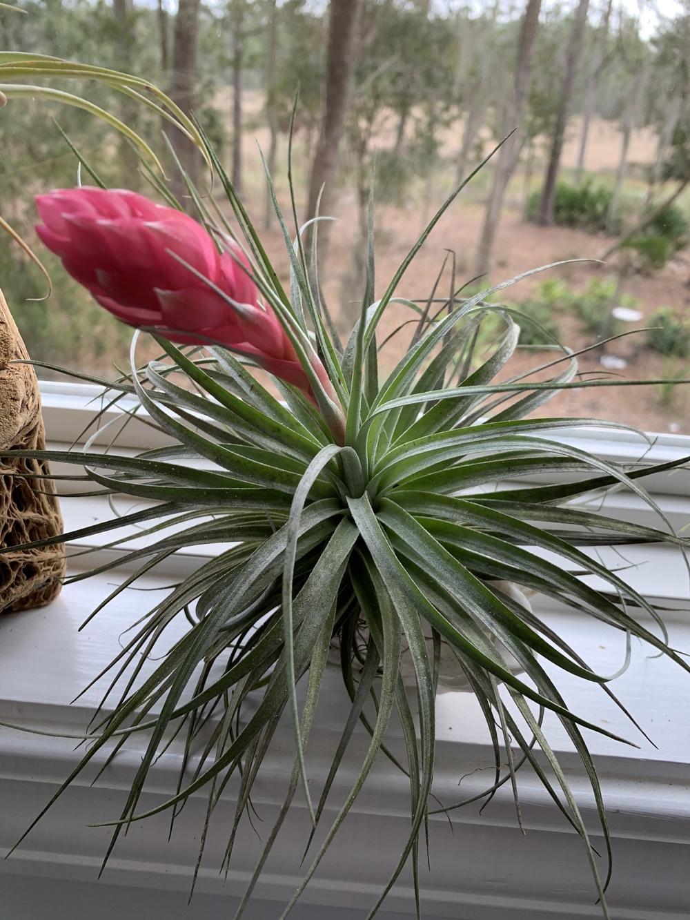 Native Plants For Zone 9a all about rare plant plant