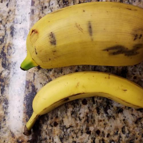 Banana (Musa 'Hua Moa') in the Bananas Database