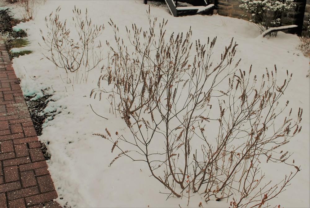 Image of Clethra Sixteen Candles in winter