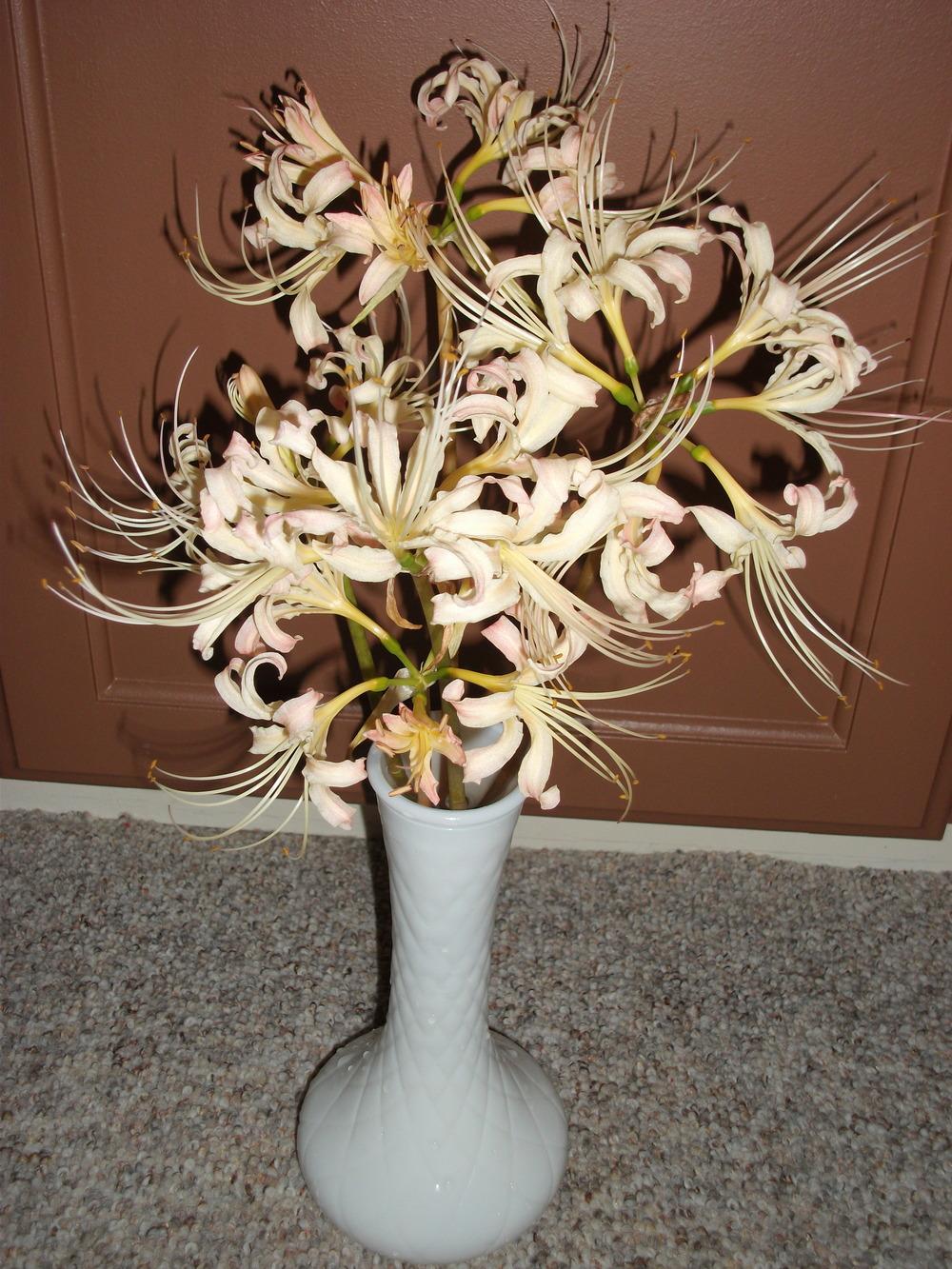 Surprise Lilies (Lycoris) Plant Care and Collection of Varieties