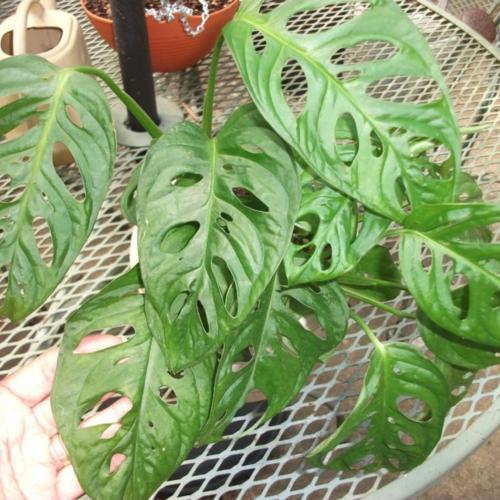 Swiss Cheese Plant (Monstera obliqua 'Leichtlinii')