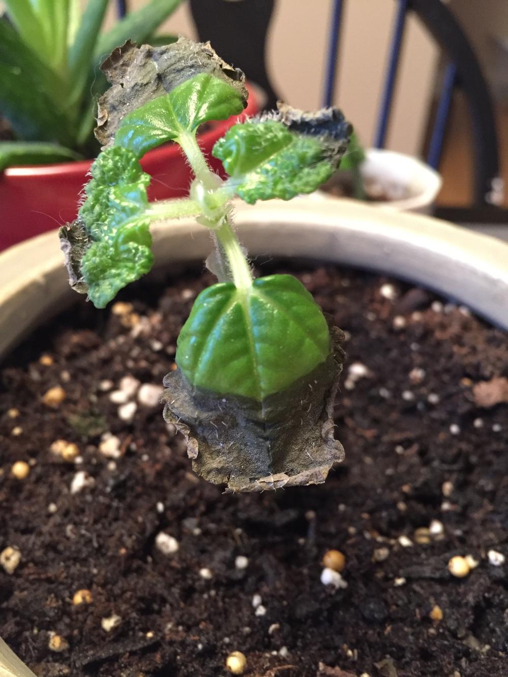 Why is my swedish ivy dying? in the Ask a Question forum