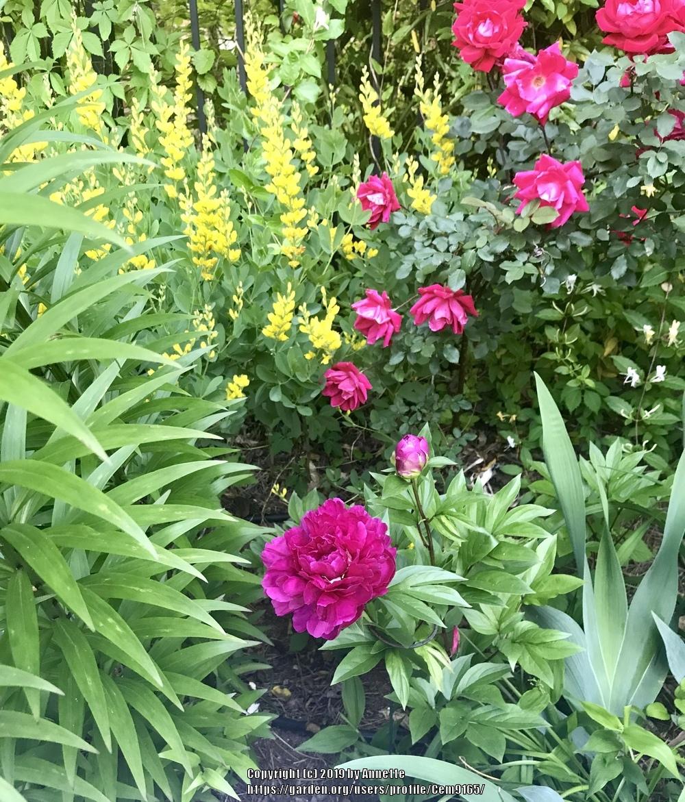 Peonies forum Companion plants