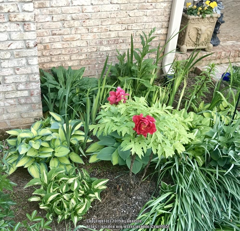Peonies forum Companion plants