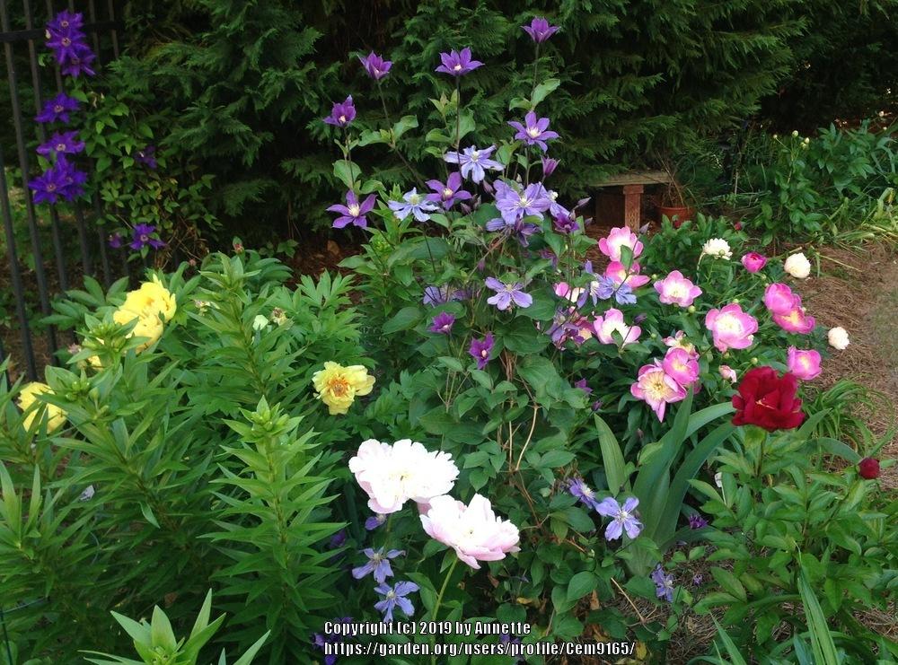 Peonies forum Companion plants