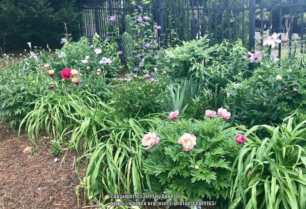 Peonies forum Companion plants