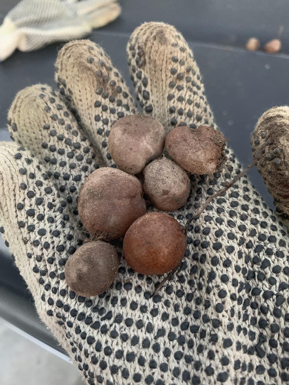 Weird brown balls in my dirt in the Ask a Question forum