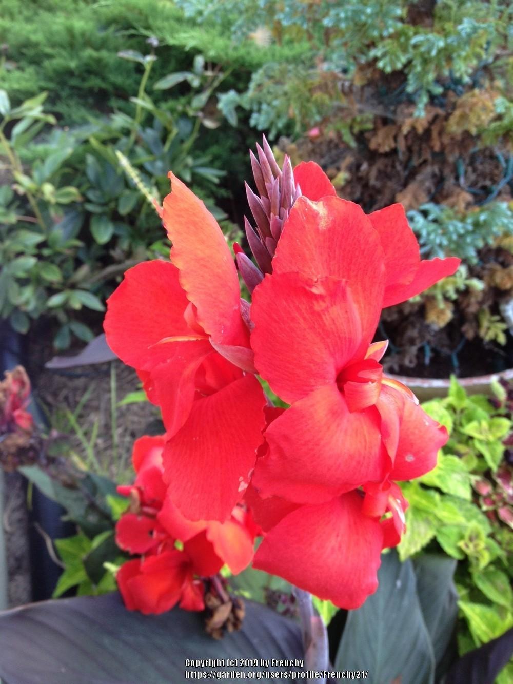 Cannas Plant Care and Collection of Varieties