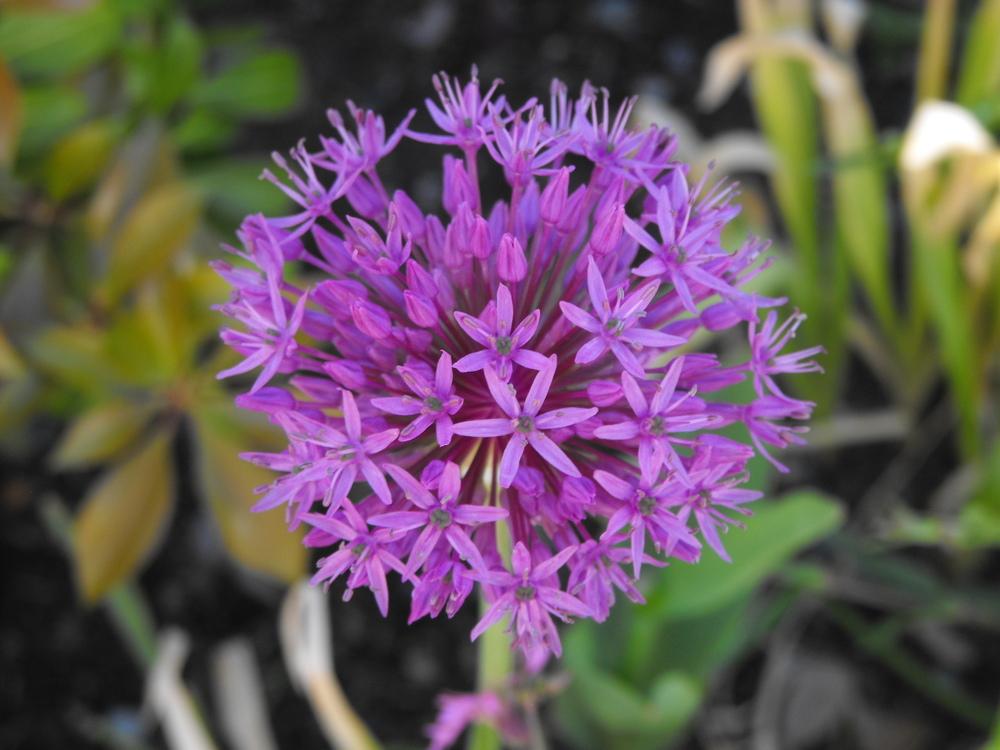 Persian Blue Allium