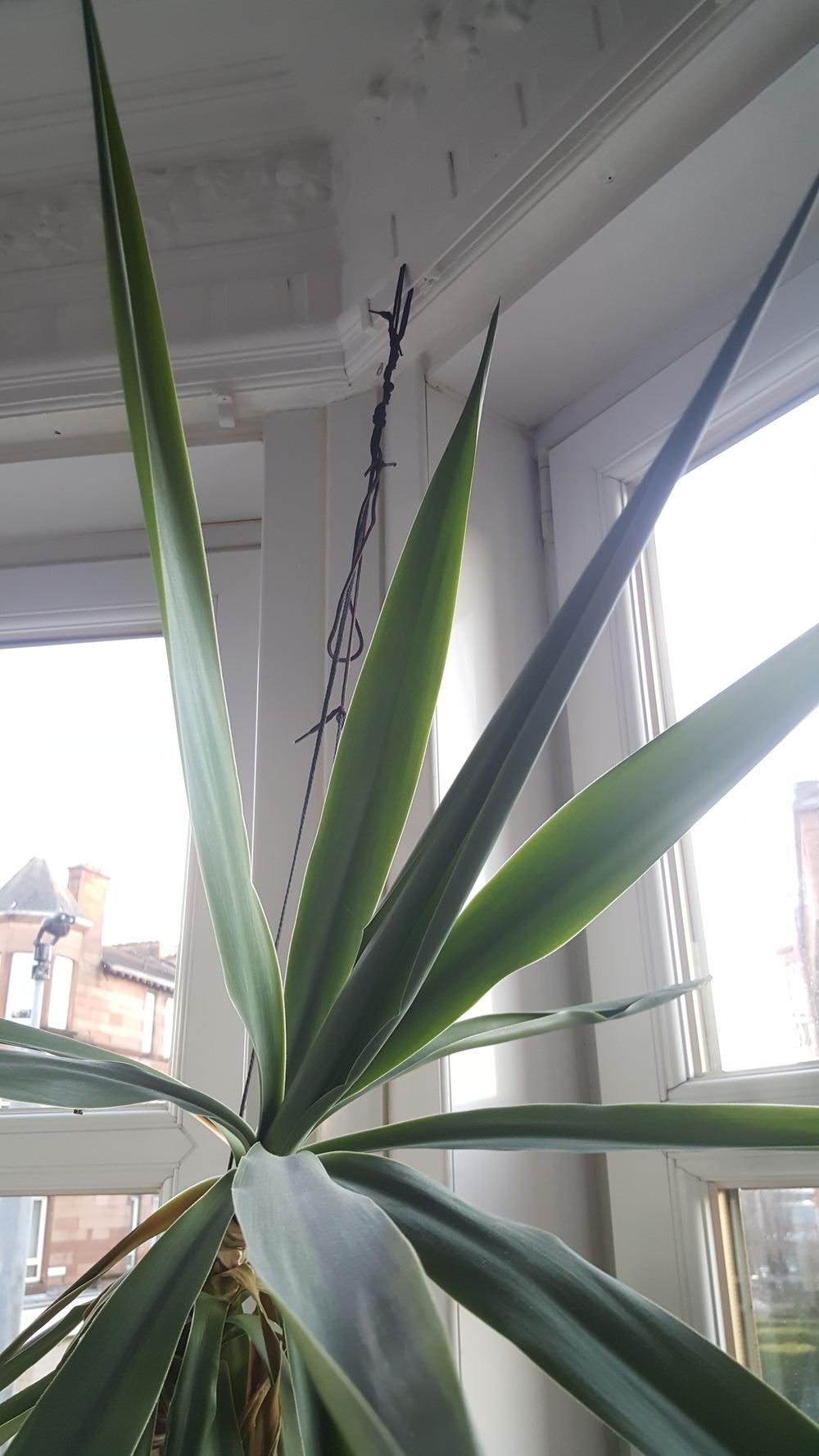 Death of a Yucca? (A Cry for Help!) in the Houseplants forum
