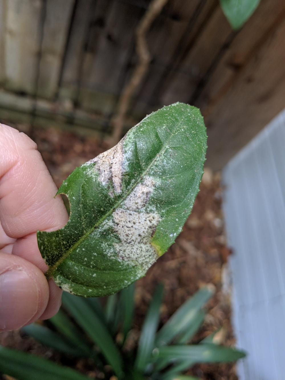 Fuchsia leaves with white and black spots in the Fuchsias forum