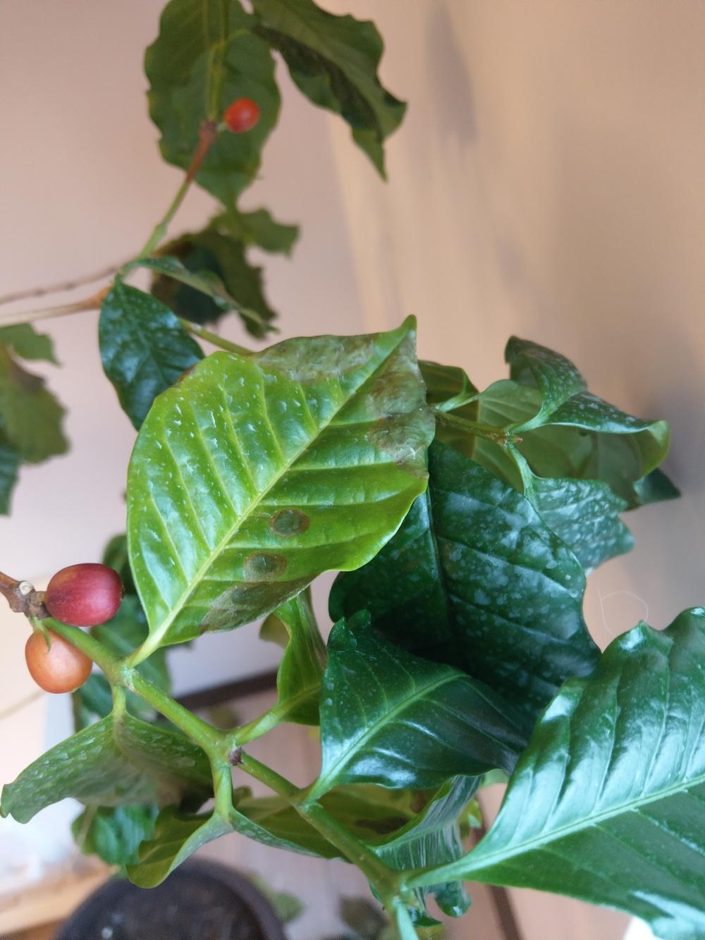 Coffee tree losing leaves please help in the Houseplants forum