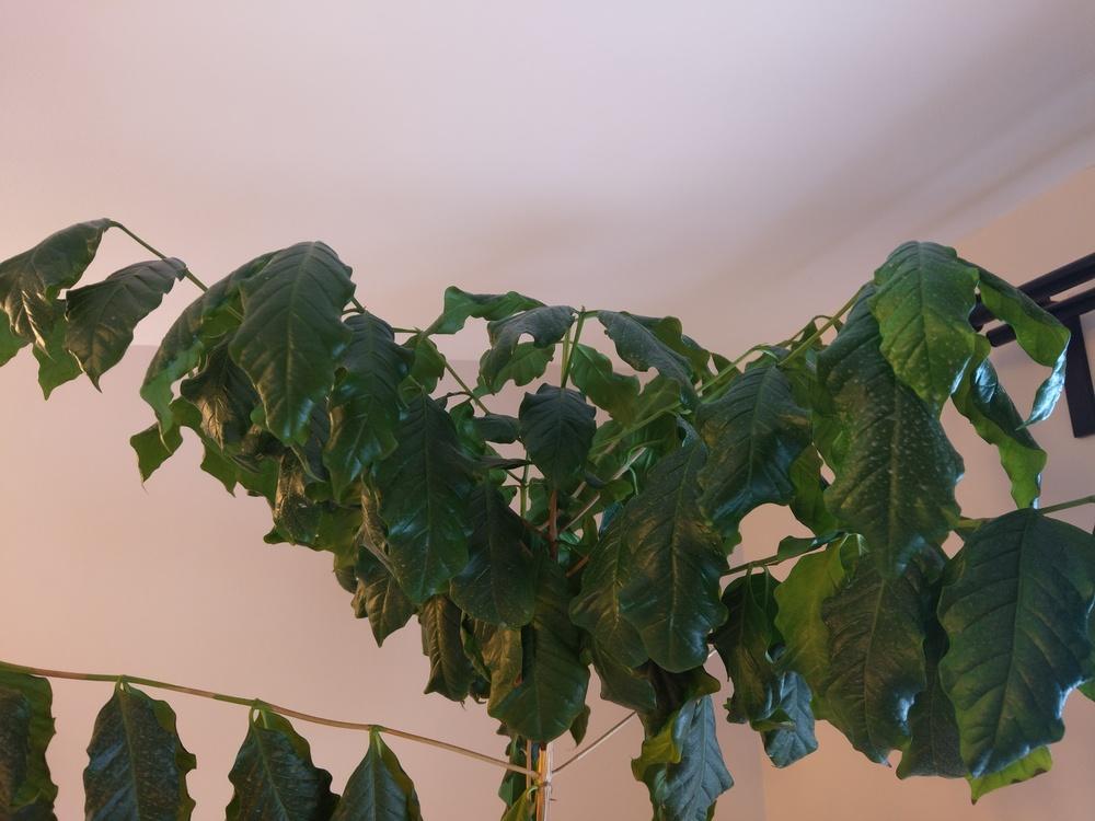 Coffee tree losing leaves please help in the Houseplants forum